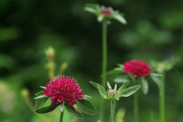 Knautia macedonica bestellen